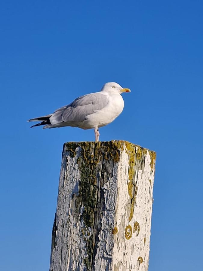 דירות ווילהלמסהאבן Fewo Mit Meerblick - Direktzugang Zur Nordsee מראה חיצוני תמונה